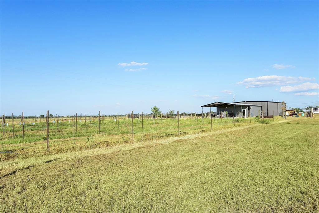 Grape vineyard
