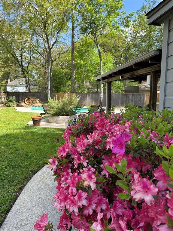 huge azaleas in bloom