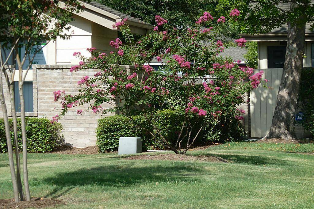 Beautiful crepe myrtles and other foliage outside your front door
