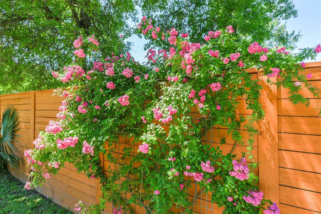 There is SO much beauty all over this gorgeous, private property.  Along the western fence line are these amazing Peggy Martin roses!  All around you is lush landscaping and beautiful flowering plantings.