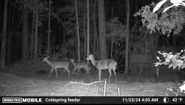 Does at one of the properties feeders