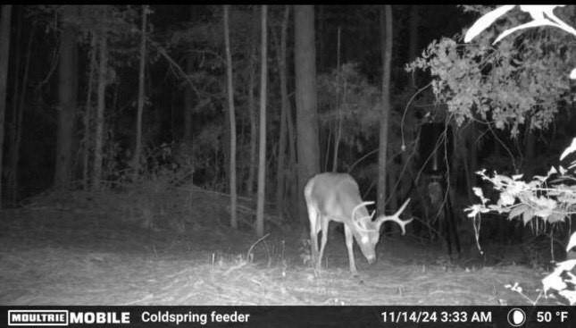 Why pay for a lease when you can hunt in your backyard?