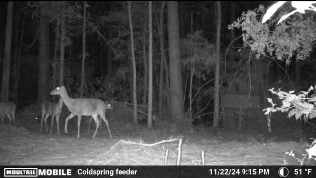 LOT'S OF WILD LIFE.