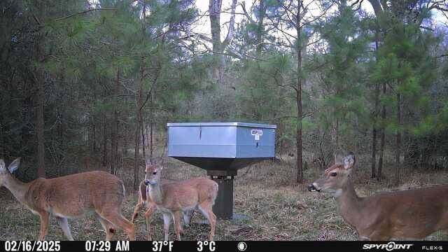 Look at all those deer!