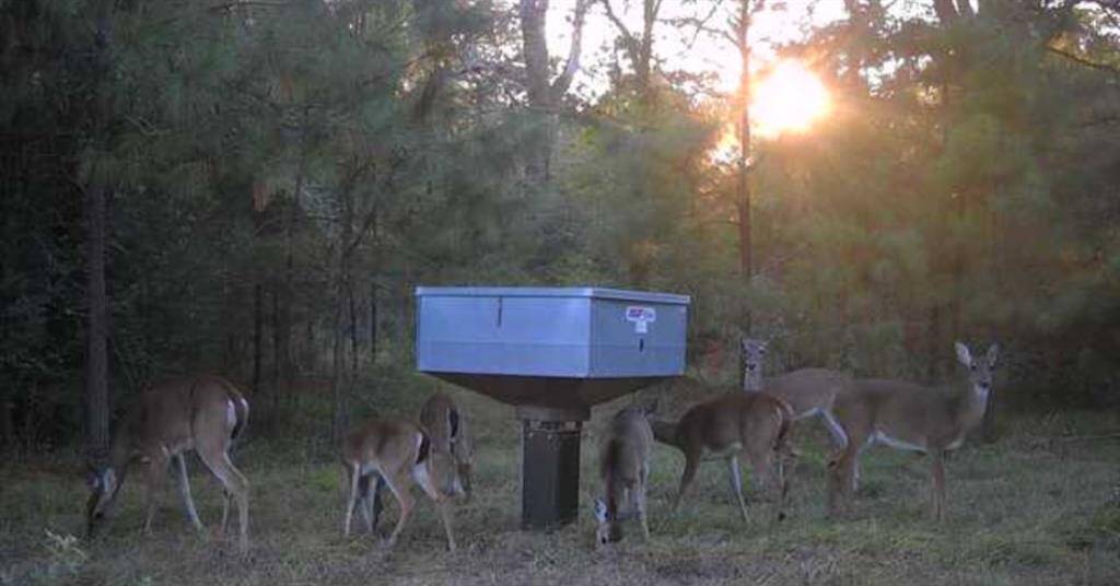 This acreage is rife with wildlife!