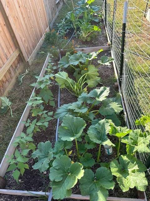 Previous Season's Garden Before Harvest