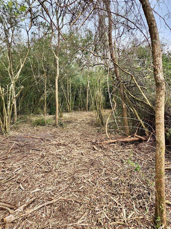 More clearing done ... come out and take a peek