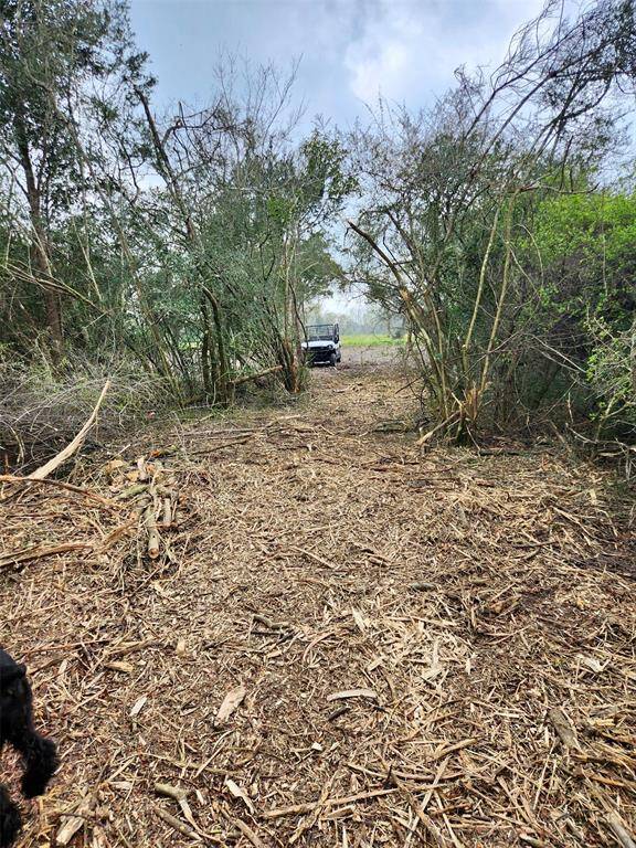 More clearing done ... come out and take a peek