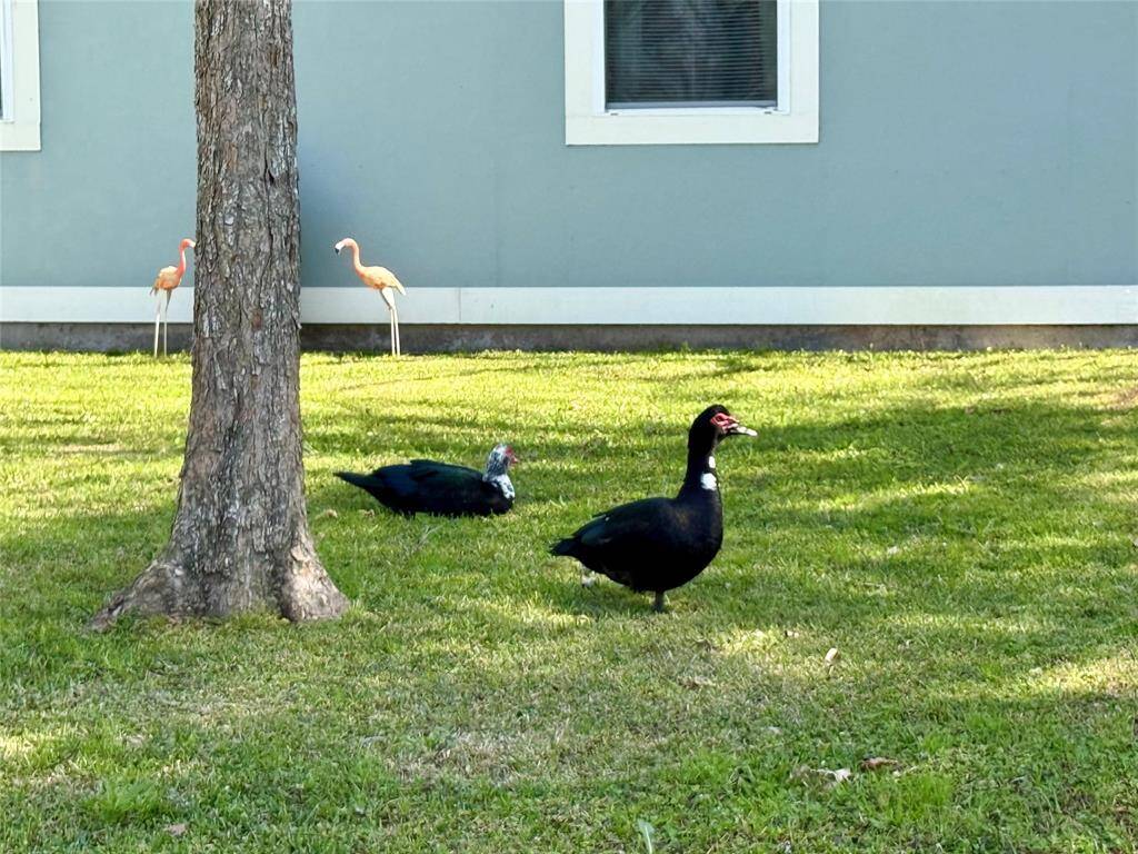 Ducks visit the neighborhood