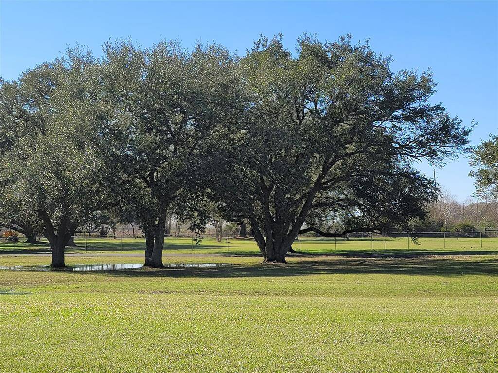 Scattered awesome trees