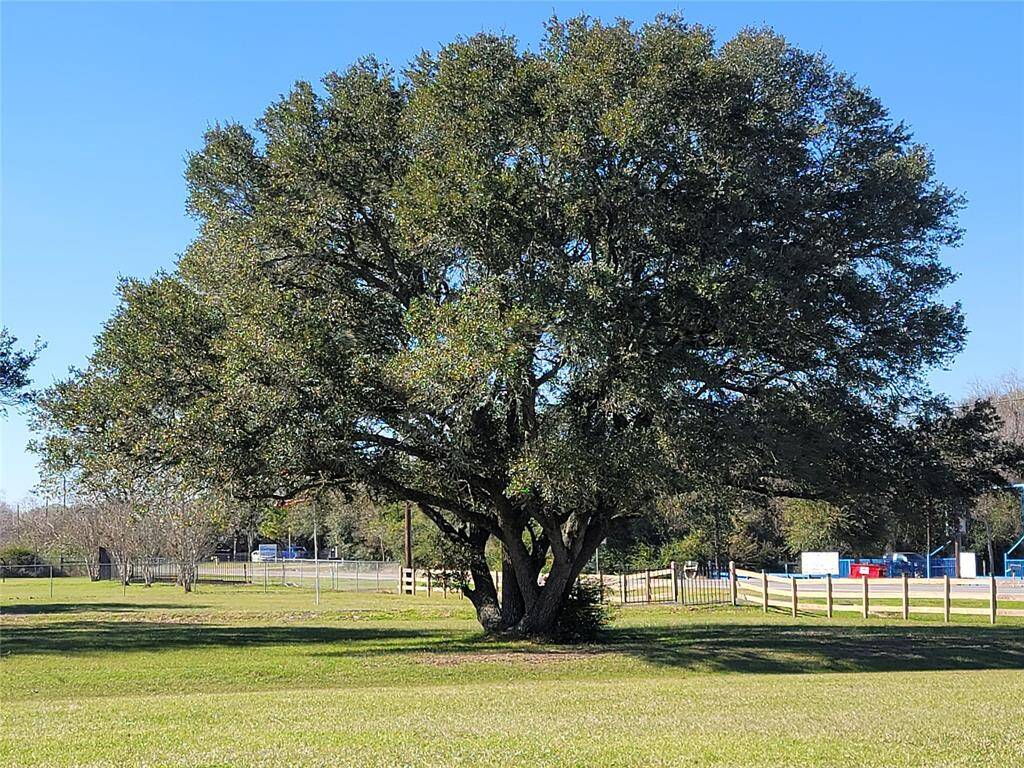 Trees are gorgeous