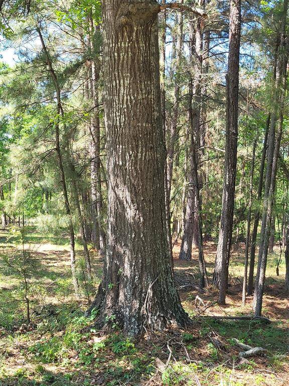 Large Oaks