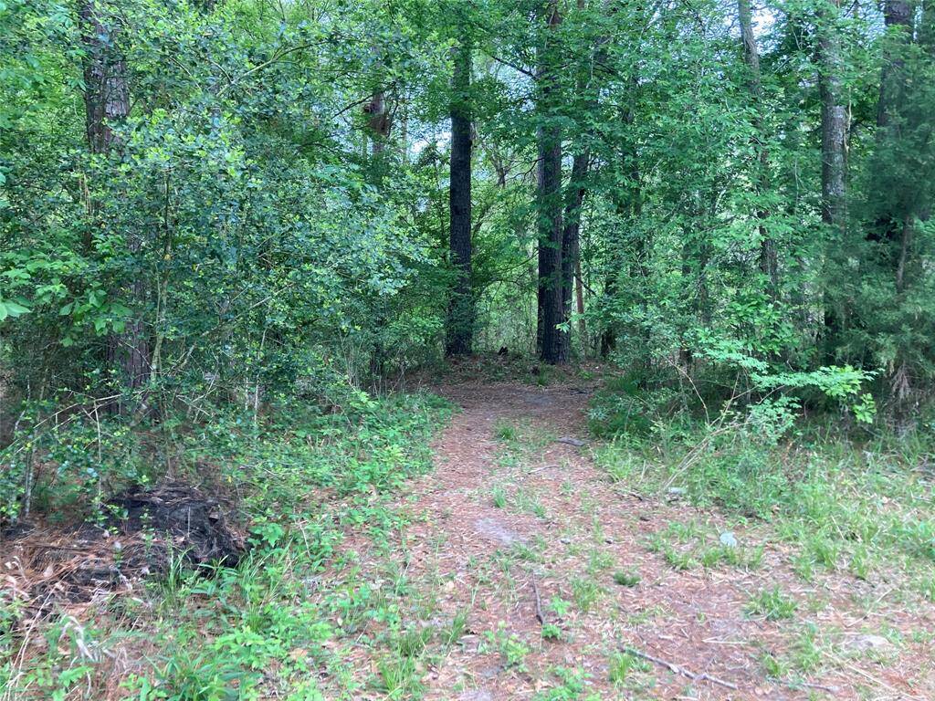 A serene wooded area with a dirt path winding through lush greenery and tall trees, offering a natural and tranquil setting.