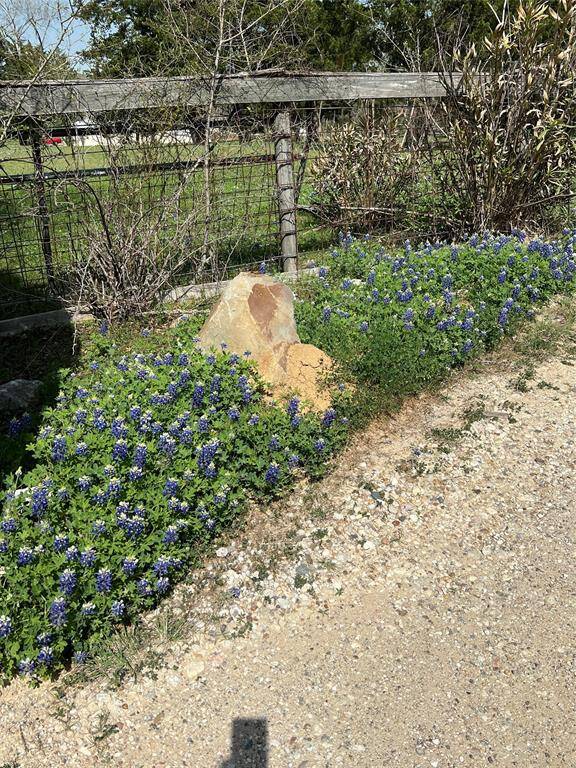 Bluebonnets at entrance.