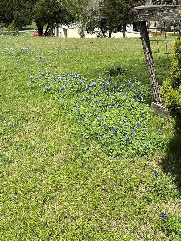 Looking north at fluffy Bluebonnets. Home cluster is just to the right.