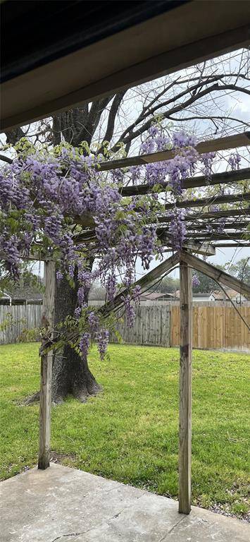 The Wisteria Vine in Bloom that Covers the Back Patio