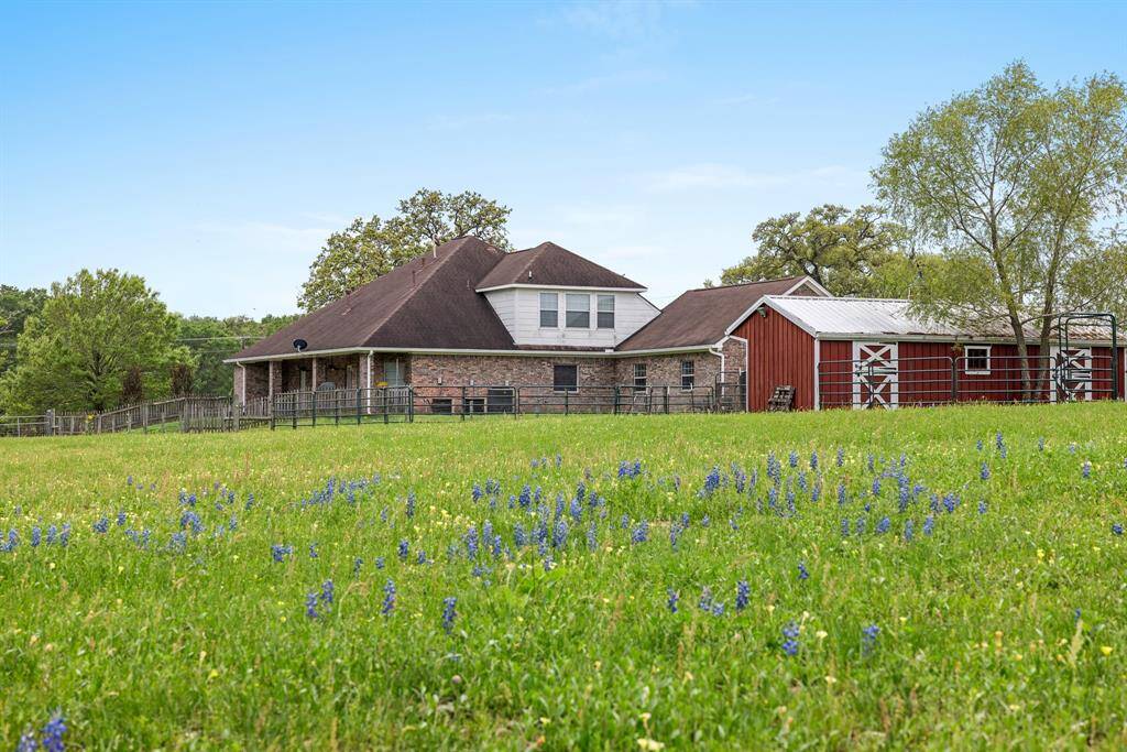 Bluebonnets growing in several areas