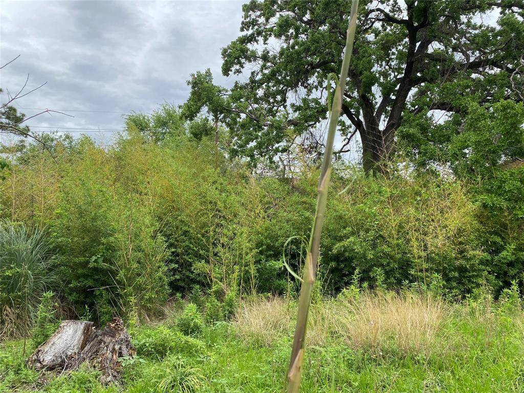 Bamboo trees located in the middle of the lot