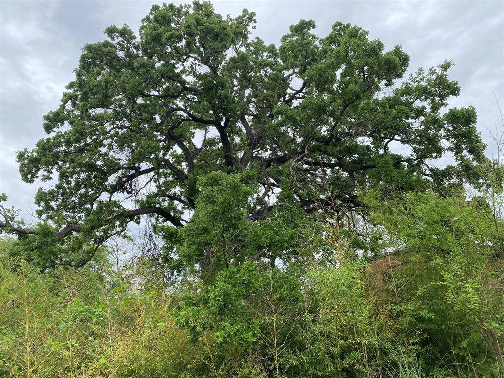Lot has 3 trees