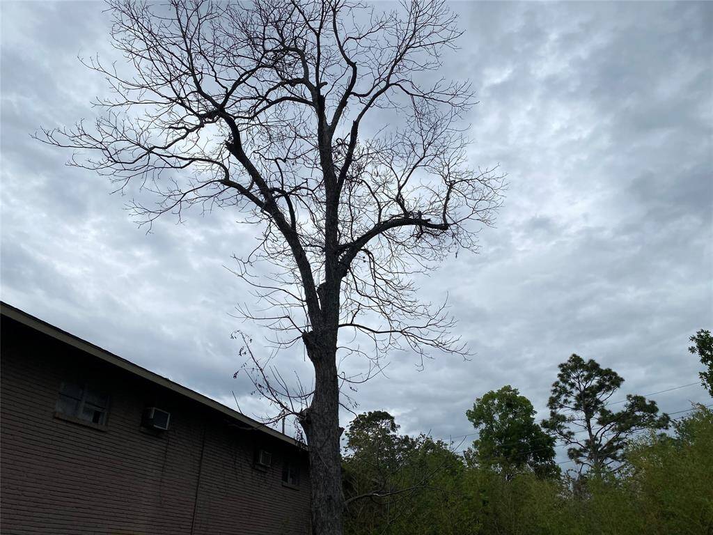 Tree at end of lot