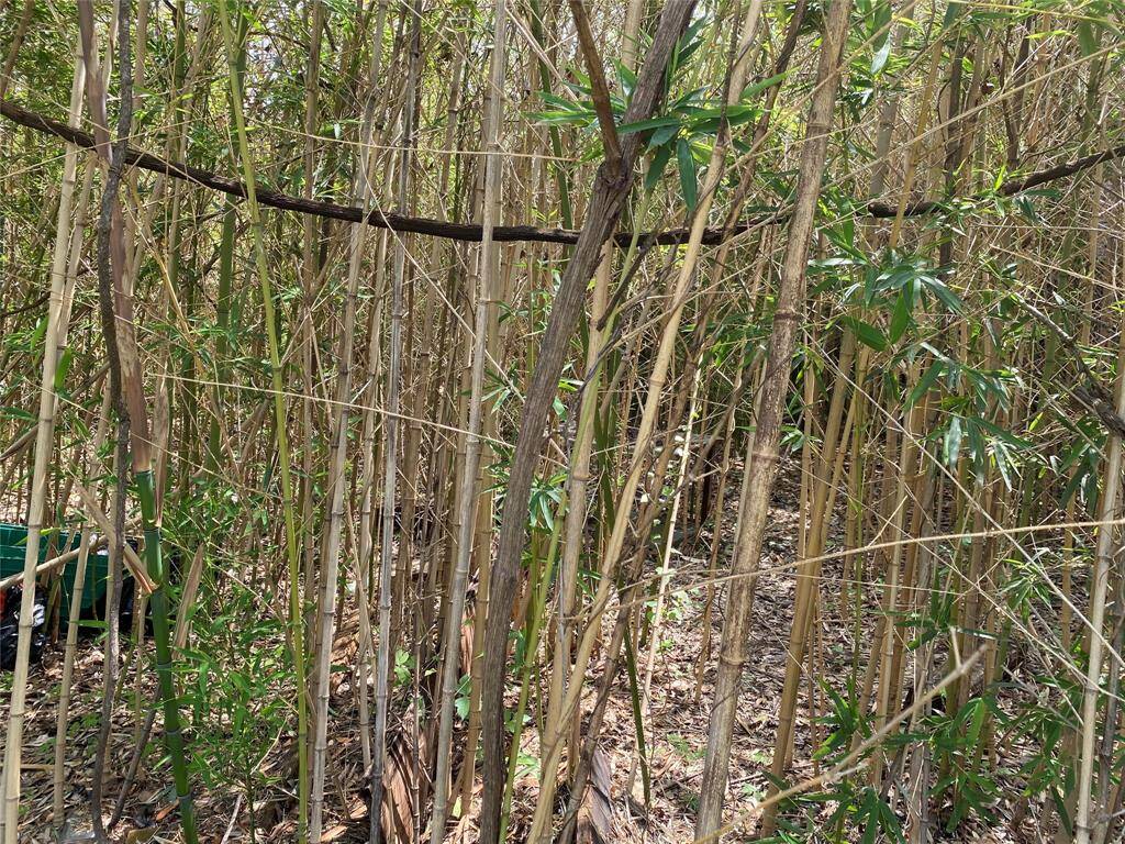 Bamboo trees at back of lot