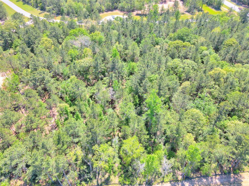 Rear of wooded lot looking toward the front.