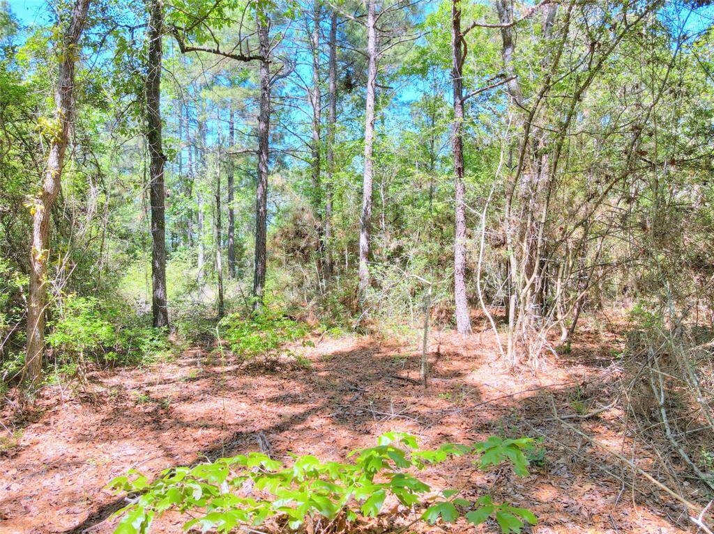 Interior shot of this wooded lot. Your homesite can be as secluded as you want it to be.
