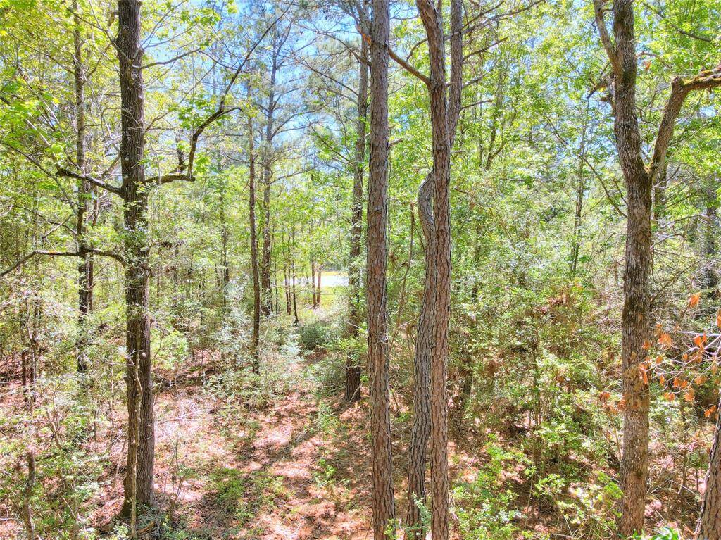 Interior shot of this wooded lot.  Your homesite can be as secluded as you want it to be.