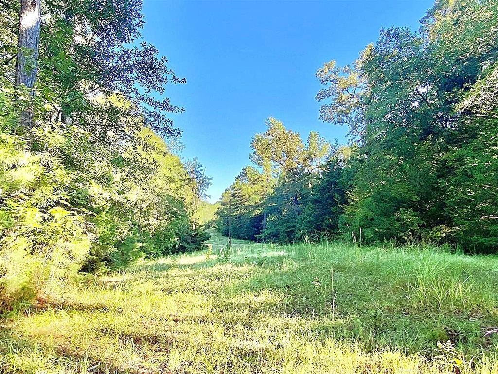 There are a few clearings on the property. Great place for a deer stand or feeder.