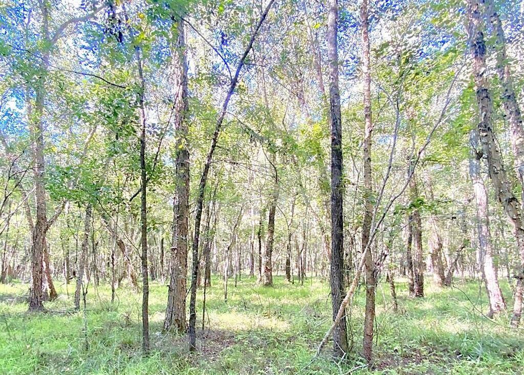 Build your home under a canopy of trees.