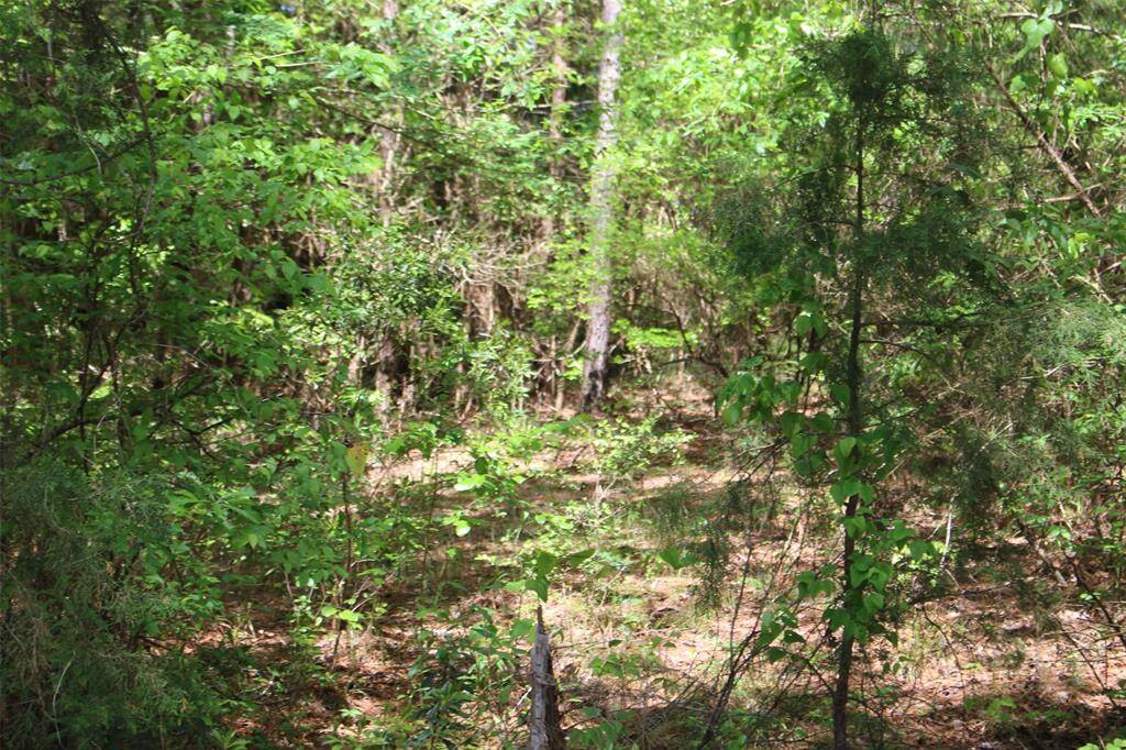 Property is densley wooded. So clear as much or as little as you like.