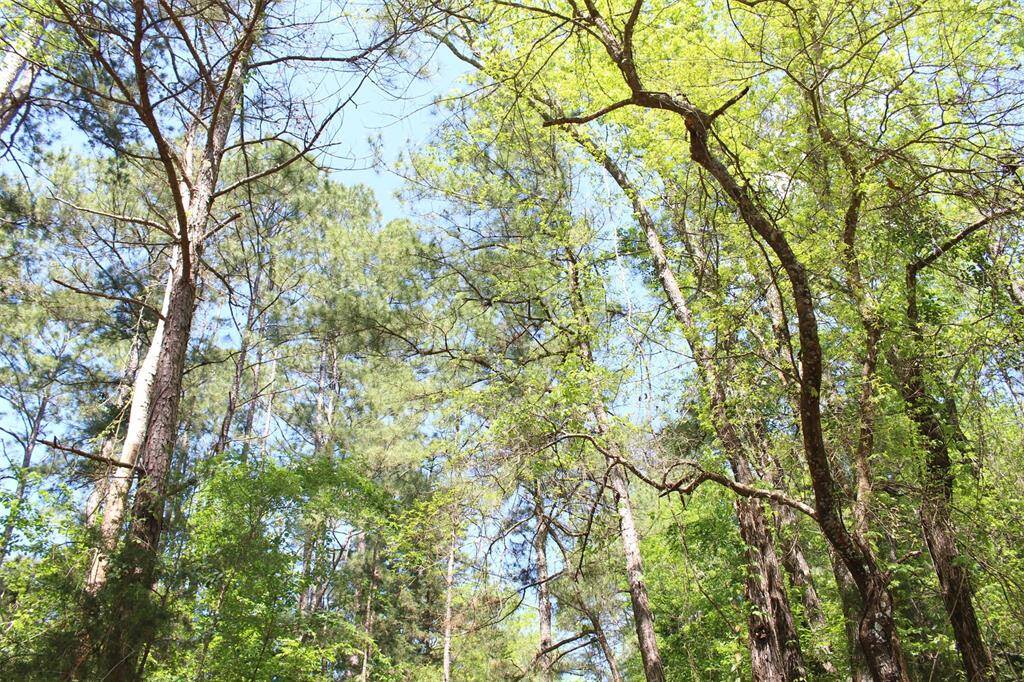 Mature Hard and Soft woods populate this amazing tract.