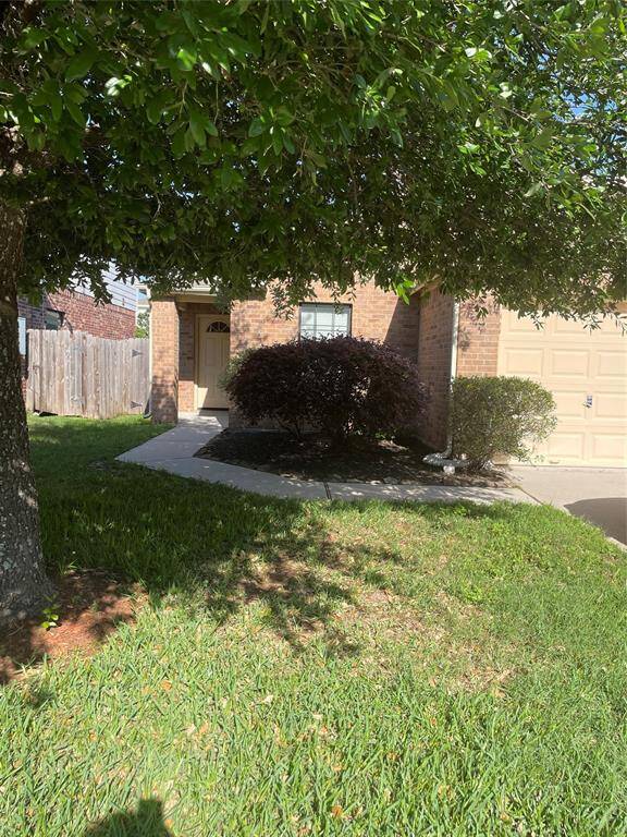 Beautiful Tree in Front Yard