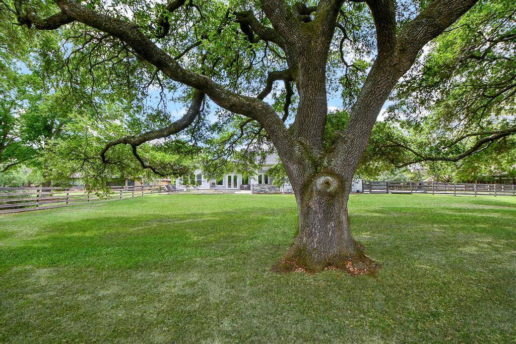 The spacious, lush backyard with a large, mature trees providing shade. Ideal for outdoor activities with plenty of room for playing.