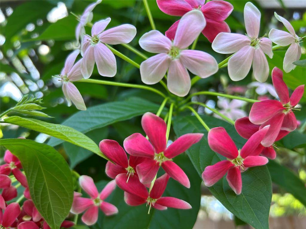 Close up of the flowers in bloom that change colors.