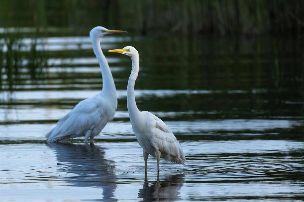 Delight in bird watching - your bay is home to a variety of majestic birds! Pictured here are two egrets on the property.