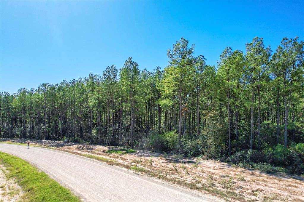 This photo shows a serene, wooded area with tall trees lining a quiet, unpaved road under a clear blue sky. Ideal for those seeking a peaceful, natural setting.