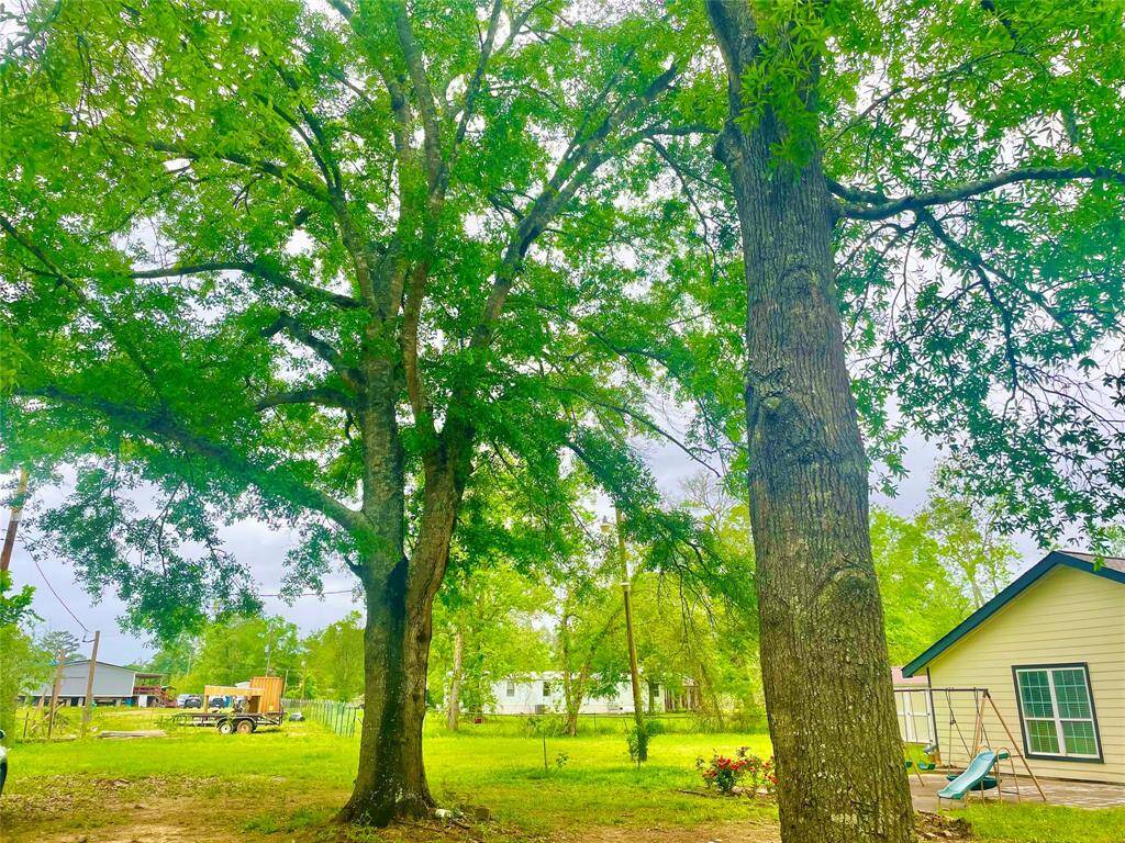 beautiful trees good for parking and party