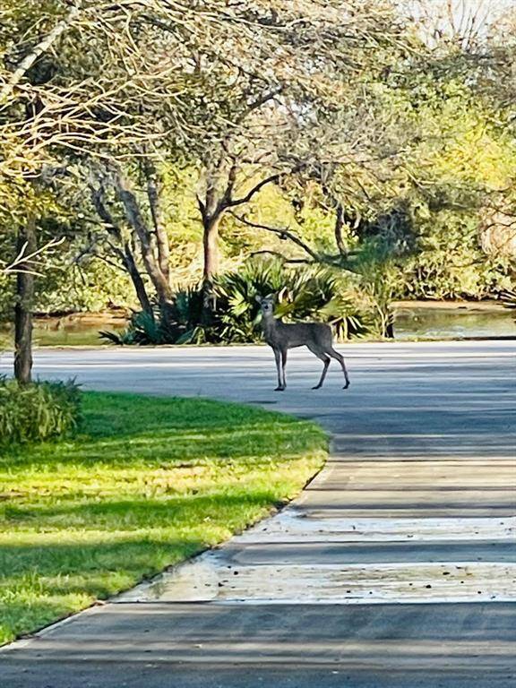 So many deer here!