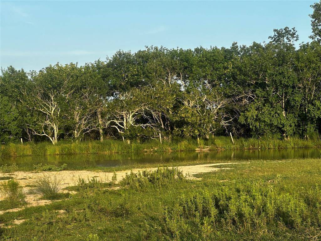 Another angle of the pond featuring a backdrop of mature trees—offering natural shade, privacy, and a relaxing atmosphere for your future homestead or weekend retreat.