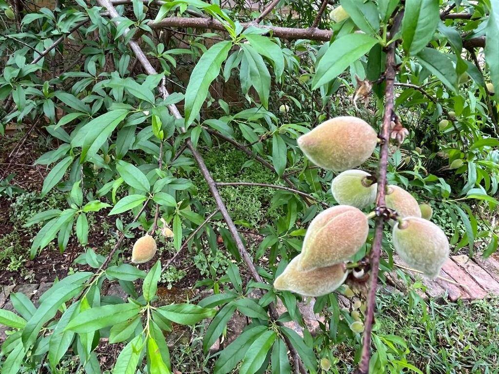 Photo from end of March, 2025. Peaches are comiong in strong!