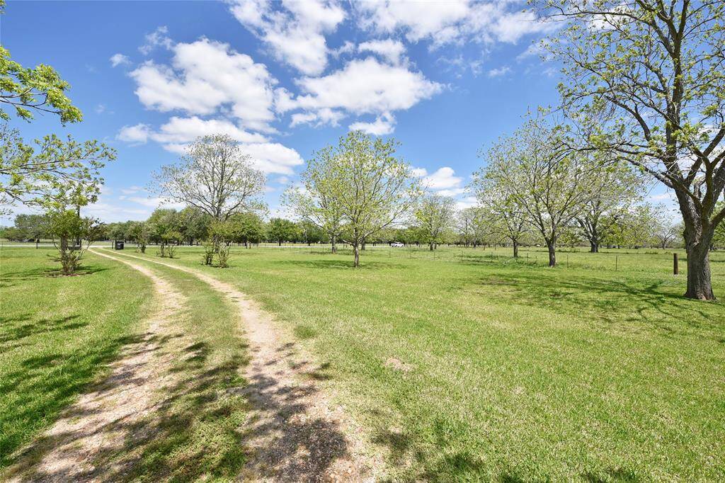 Tree lined drive to the house. This part of the property is fenced off from the cattle. This is a two Acre homestead.
