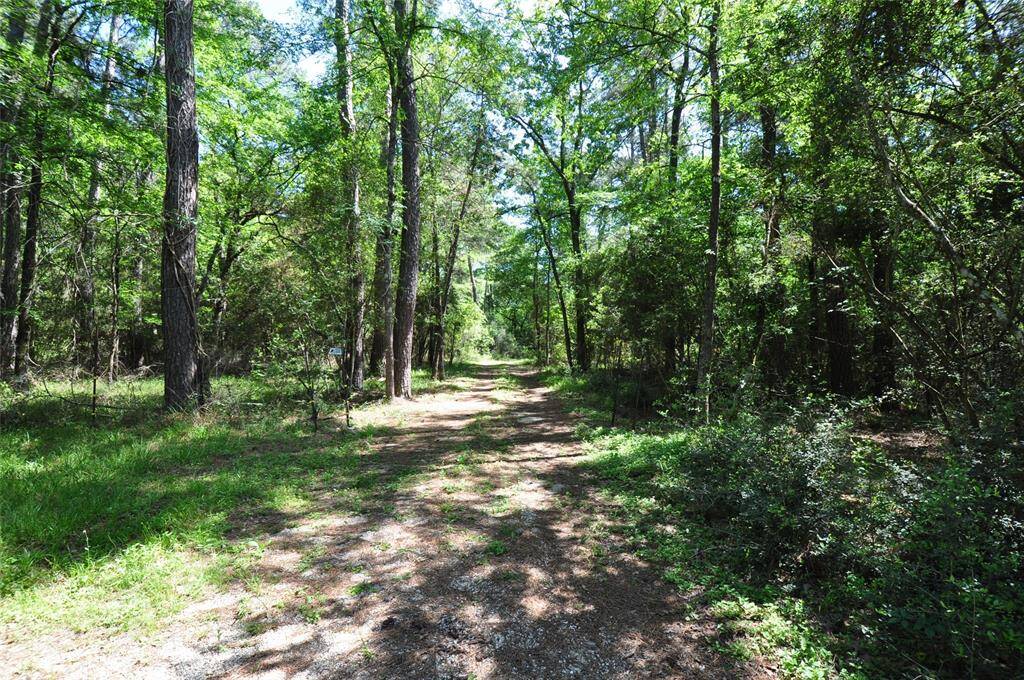 Another view of the wooded driveway from the home.