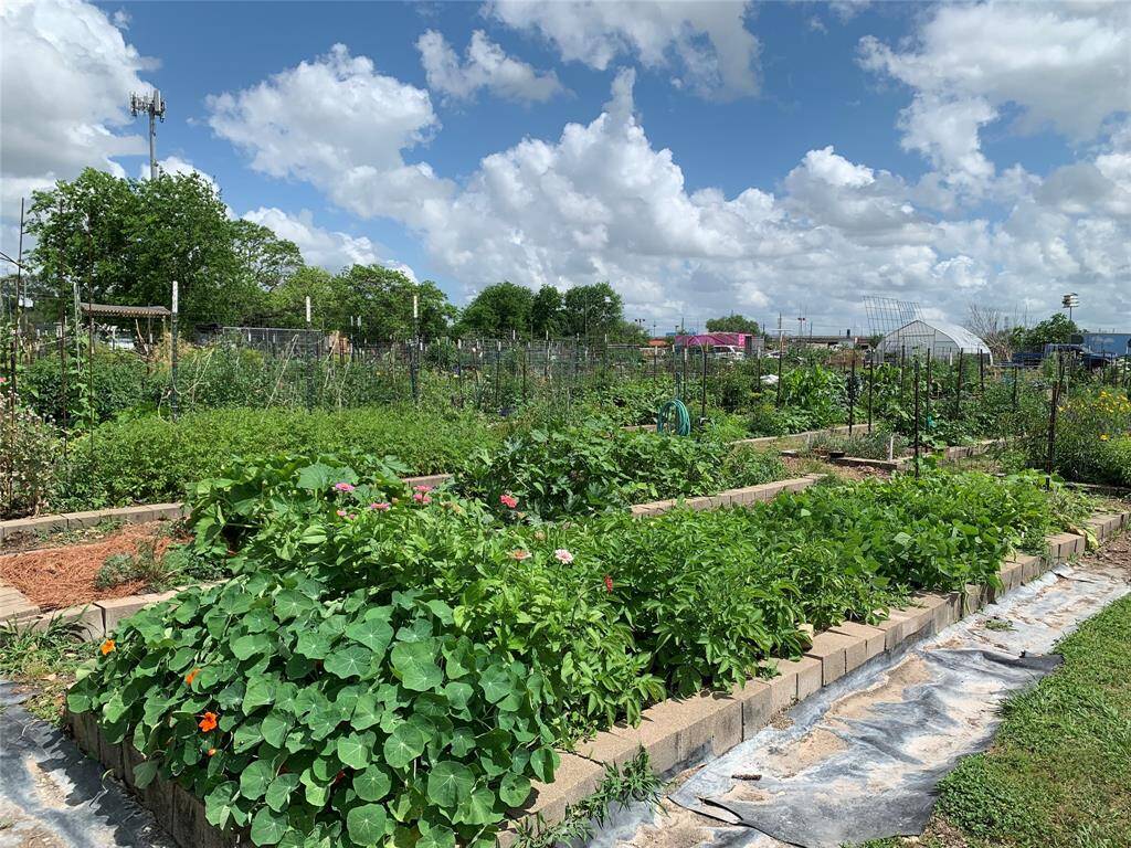 View of the summer crop of fresh produce growing at the Westbury Garden.