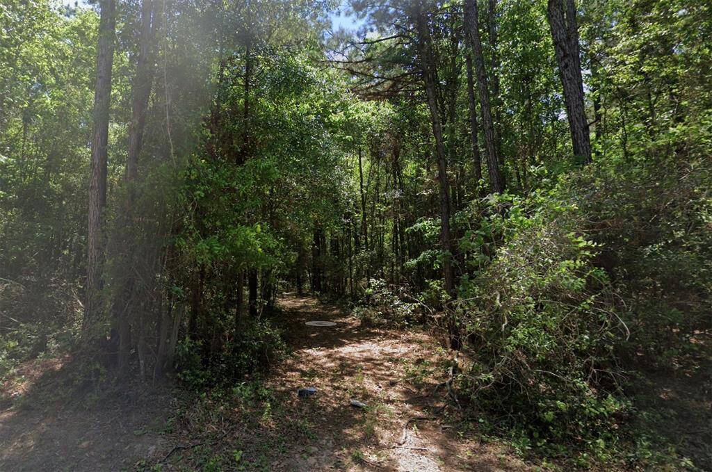 Outlaw Bend view from road. Mix of pine and hardwood with rolling terrain. This land has been used for hunting in years past.