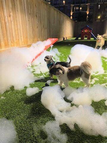 Puppichino's in the lobby!