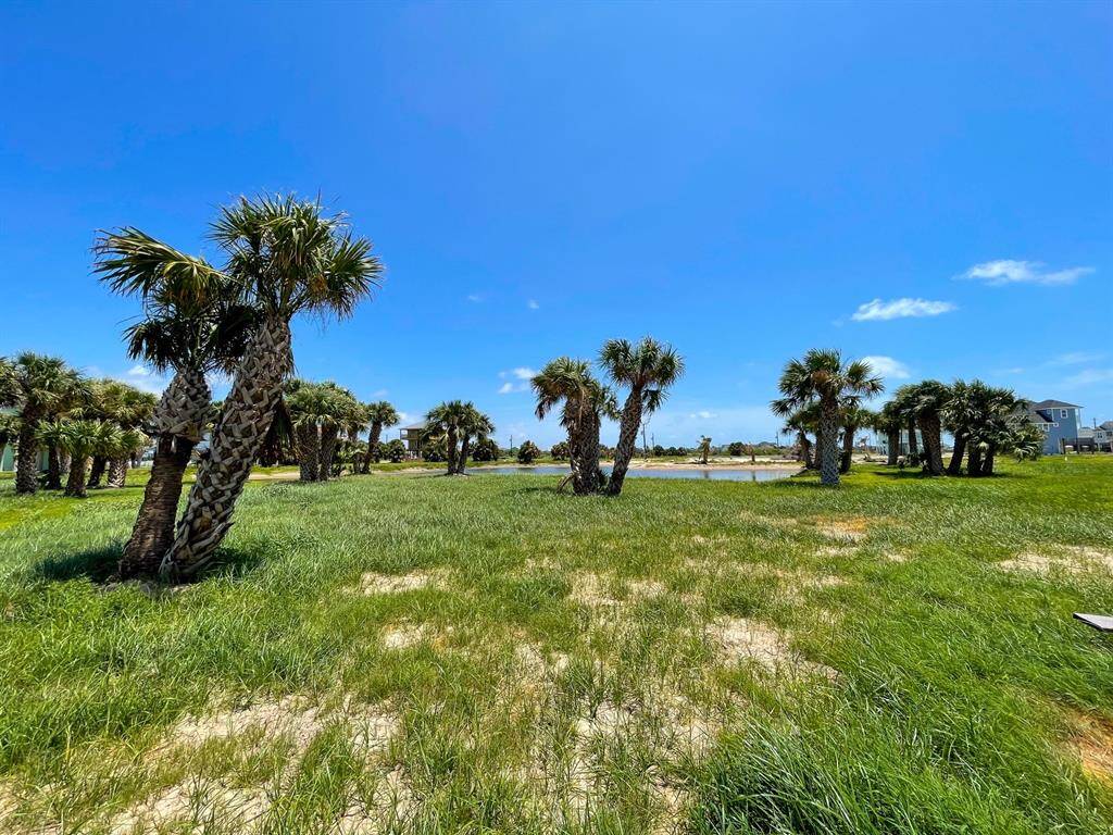 This photo showcases a spacious, grassy plot with palm trees under a clear blue sky, offering a serene and tropical setting ideal for building a coastal home.