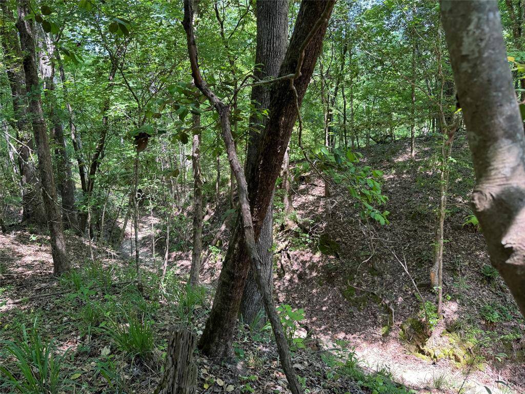 Dry gulch/ravine