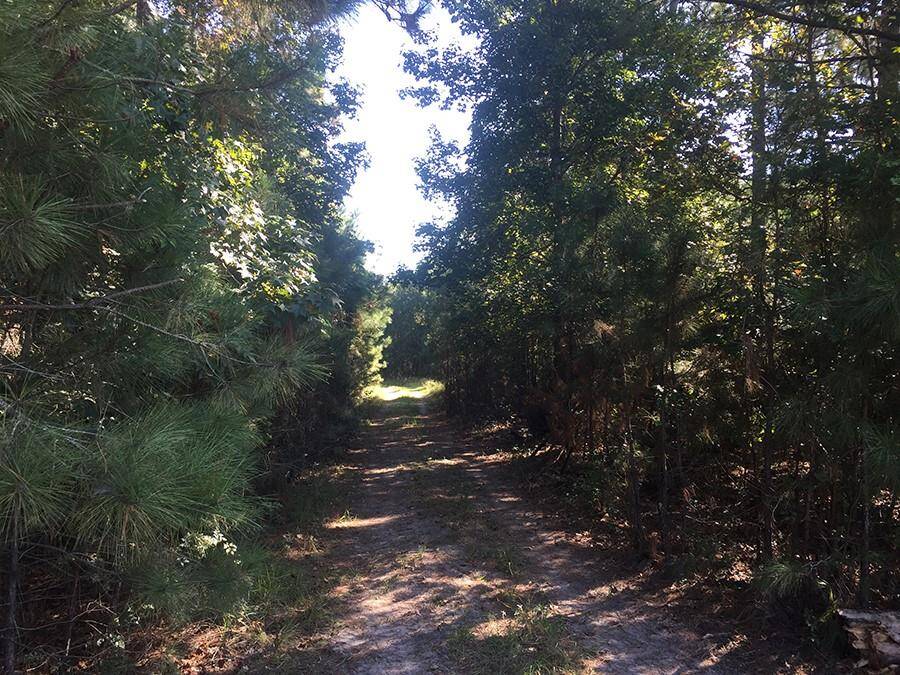 forest trail