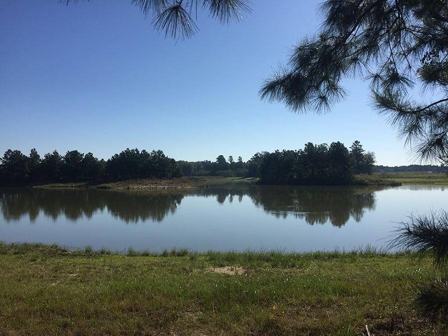 Pine Point